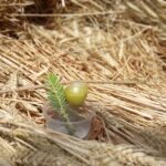 A Nature Lover's Reflections on Peaceful Places Near Chandigarh