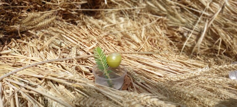 A Nature Lover’s Reflections on Peaceful Places Near Chandigarh