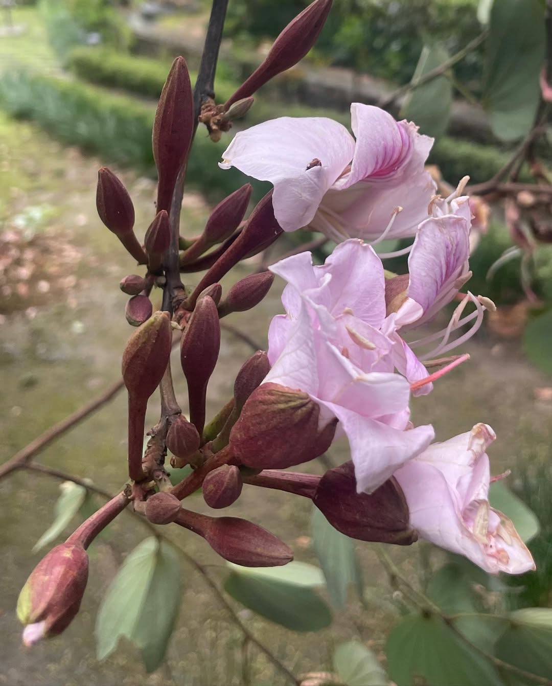 kachnar flowers himachal pradesh 2025